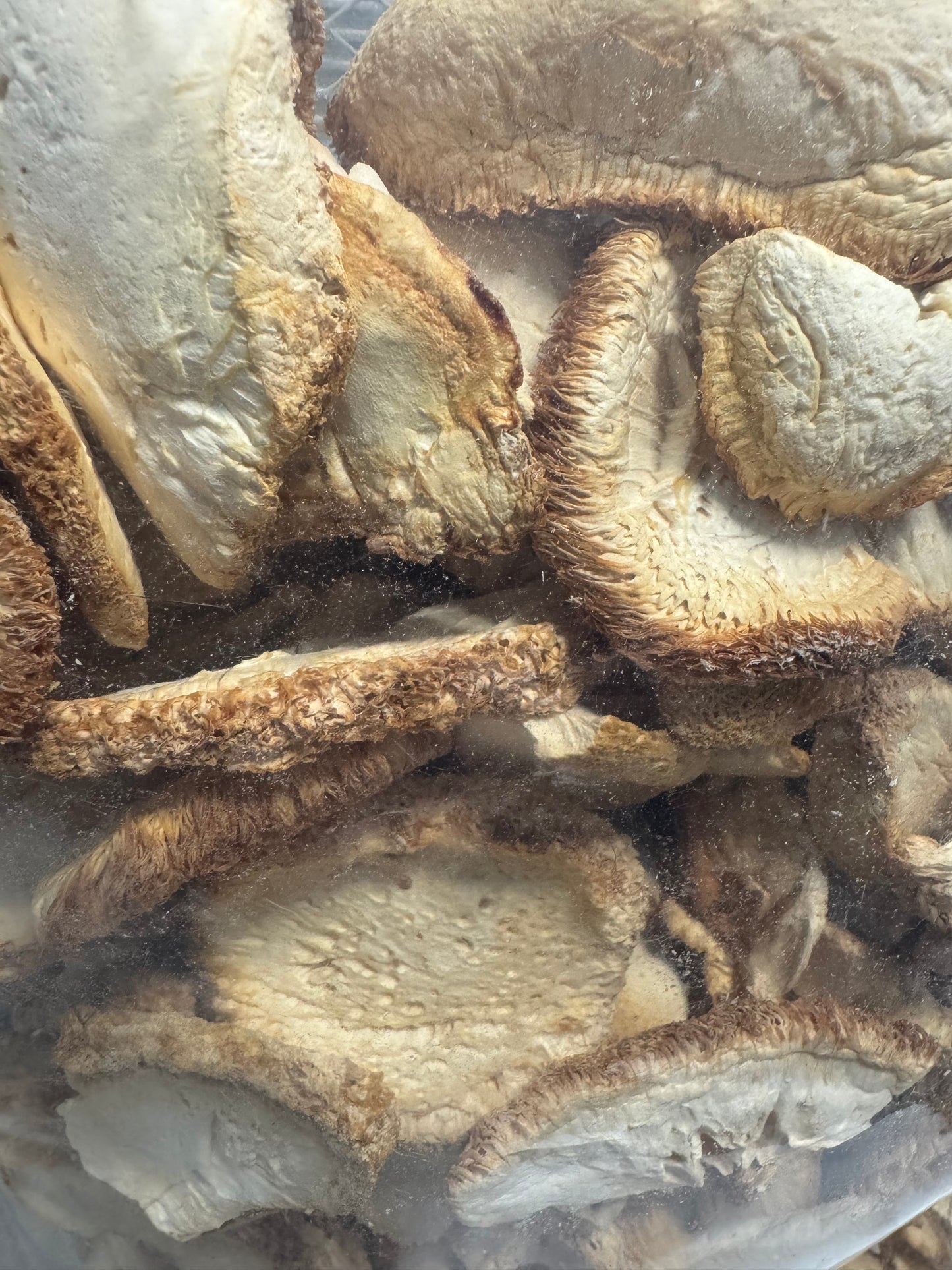 Dried Lion’s Mane Mushroom (Hericium erinaceus) – Florida Grown Whole Fruiting Body