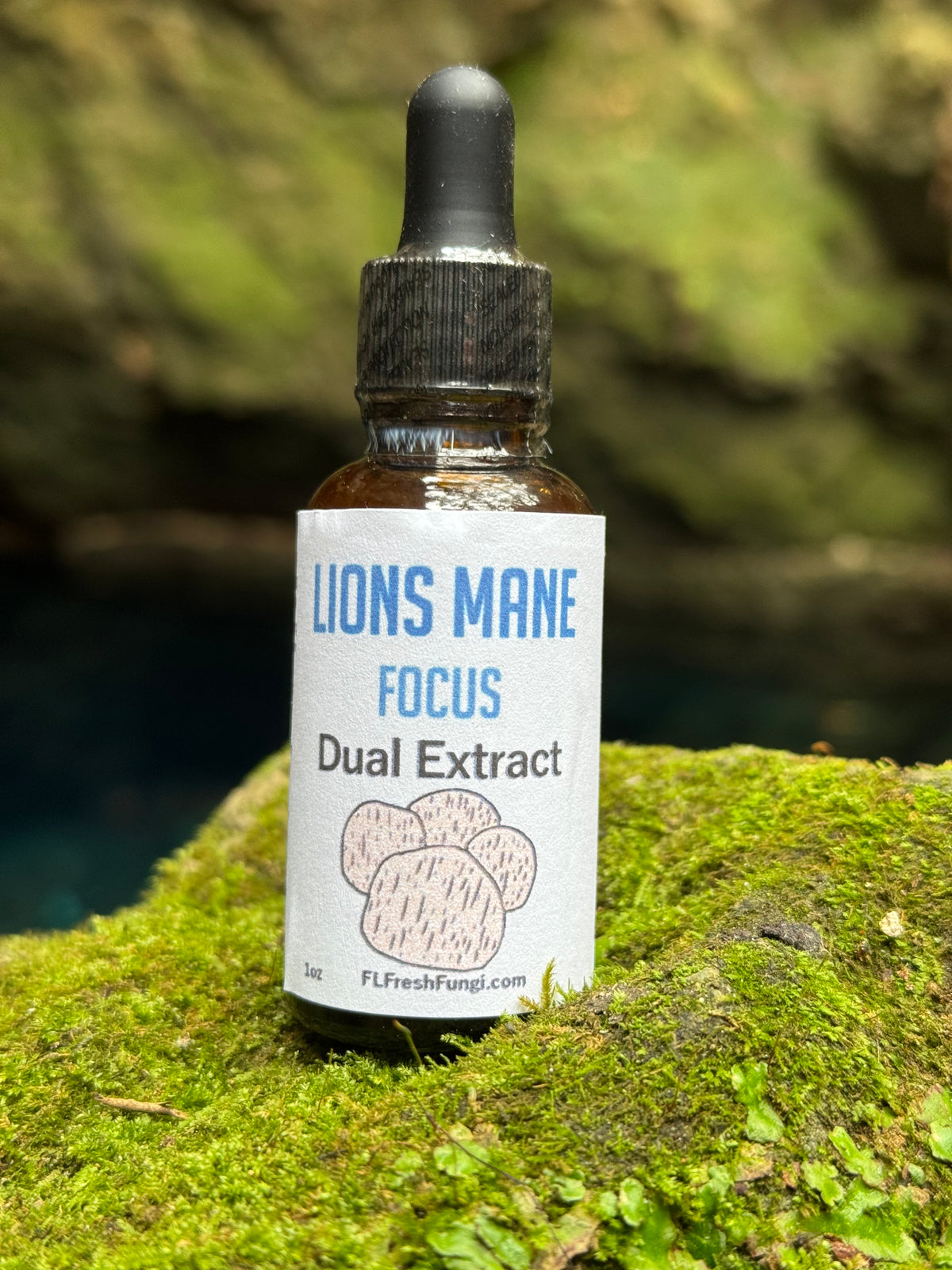 Lion's Mane dual extract mushroom tincture, 1 oz bottle – Florida Fresh Fungi