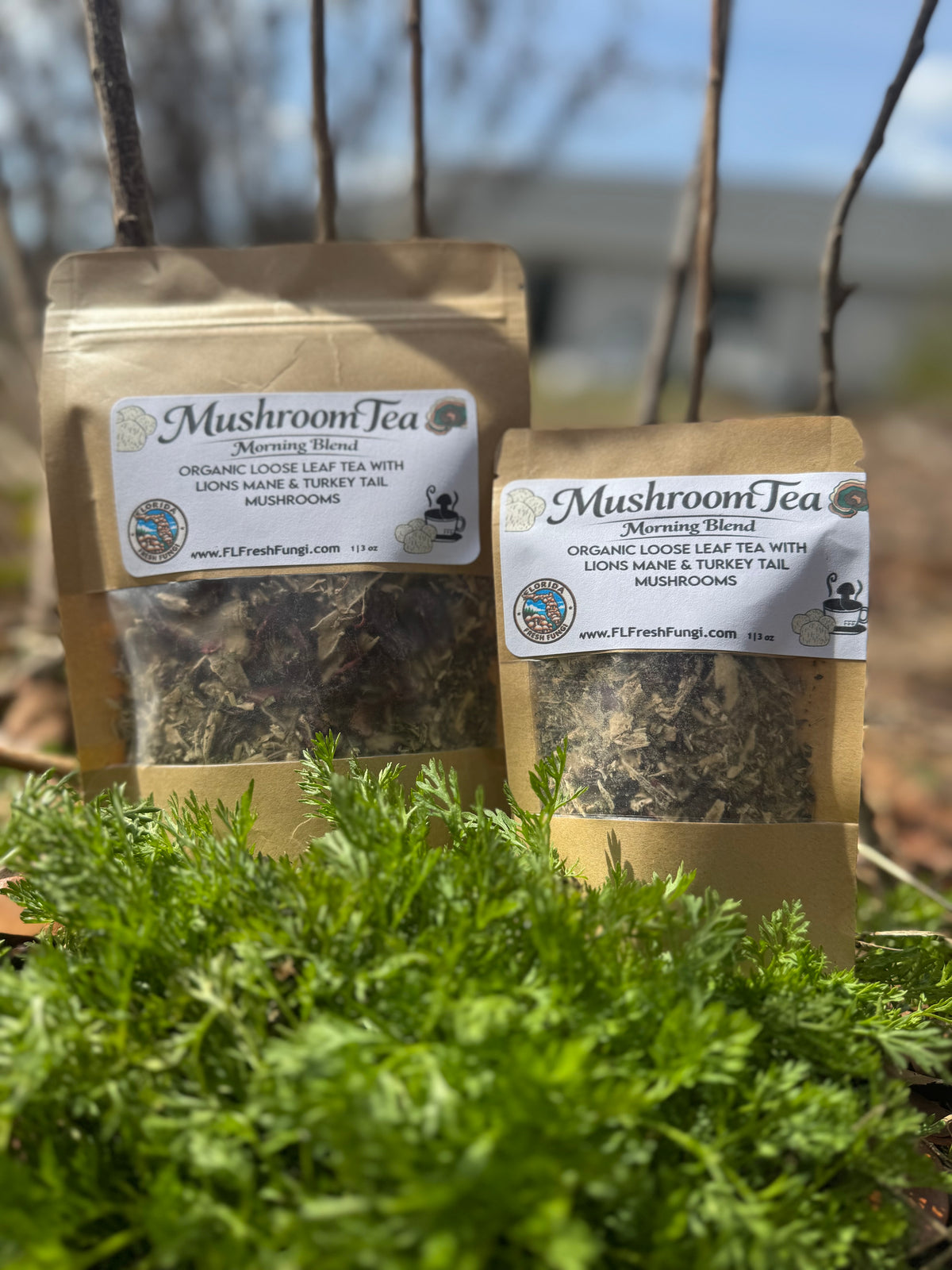 Forid Tea Morning Mushroom Tea – Florida Fresh Fungi