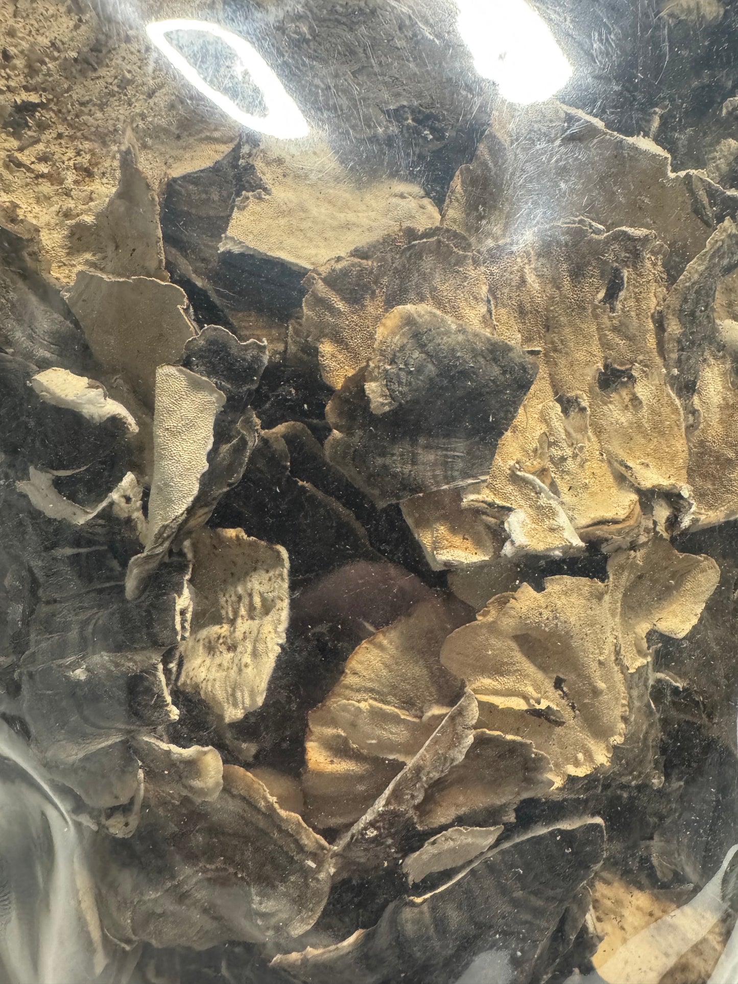 Dried Turkey Tail Mushroom (Trametes versicolor) – Whole Fruiting Body