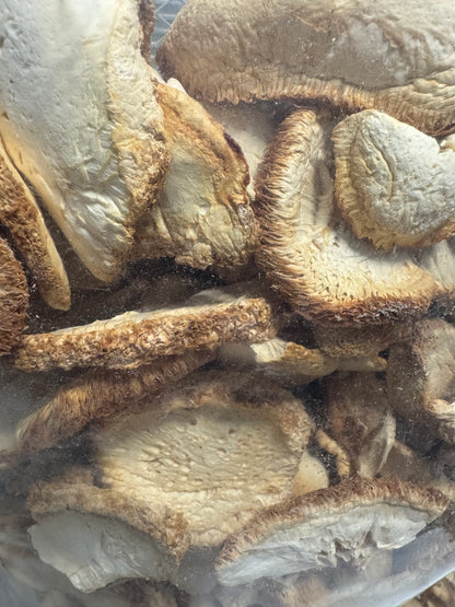 Dried Lion’s Mane Mushroom (Hericium erinaceus) – Florida Grown Whole Fruiting Body