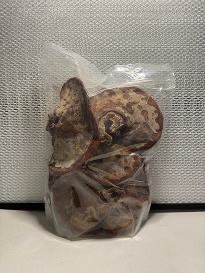 Dried Reishi Mushroom (Ganoderma lucidum) – Whole Fruiting Body