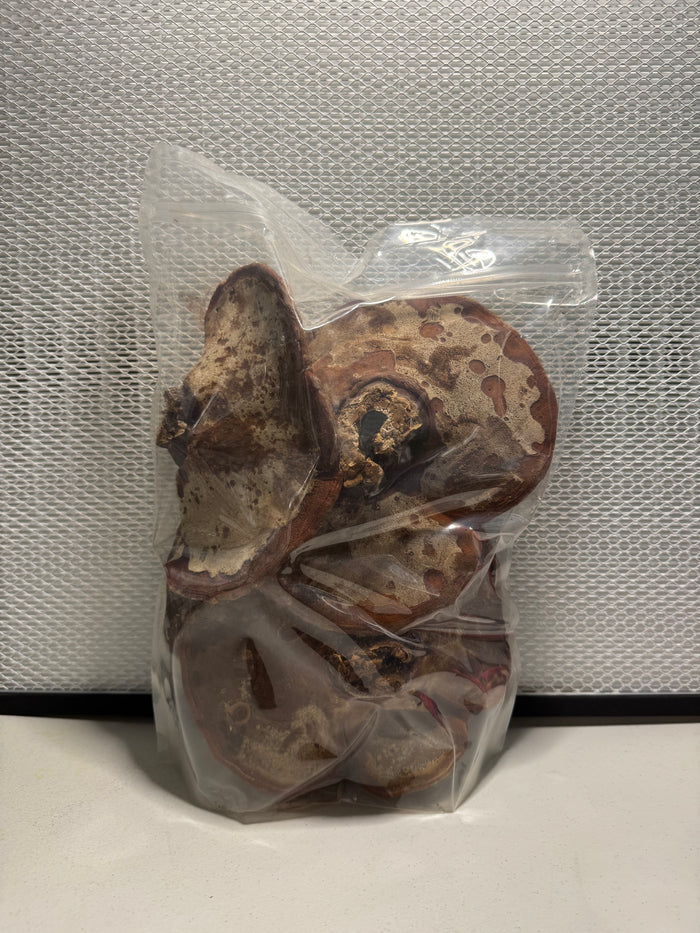 Dried Reishi Mushroom (Ganoderma lucidum) – Whole Fruiting Body