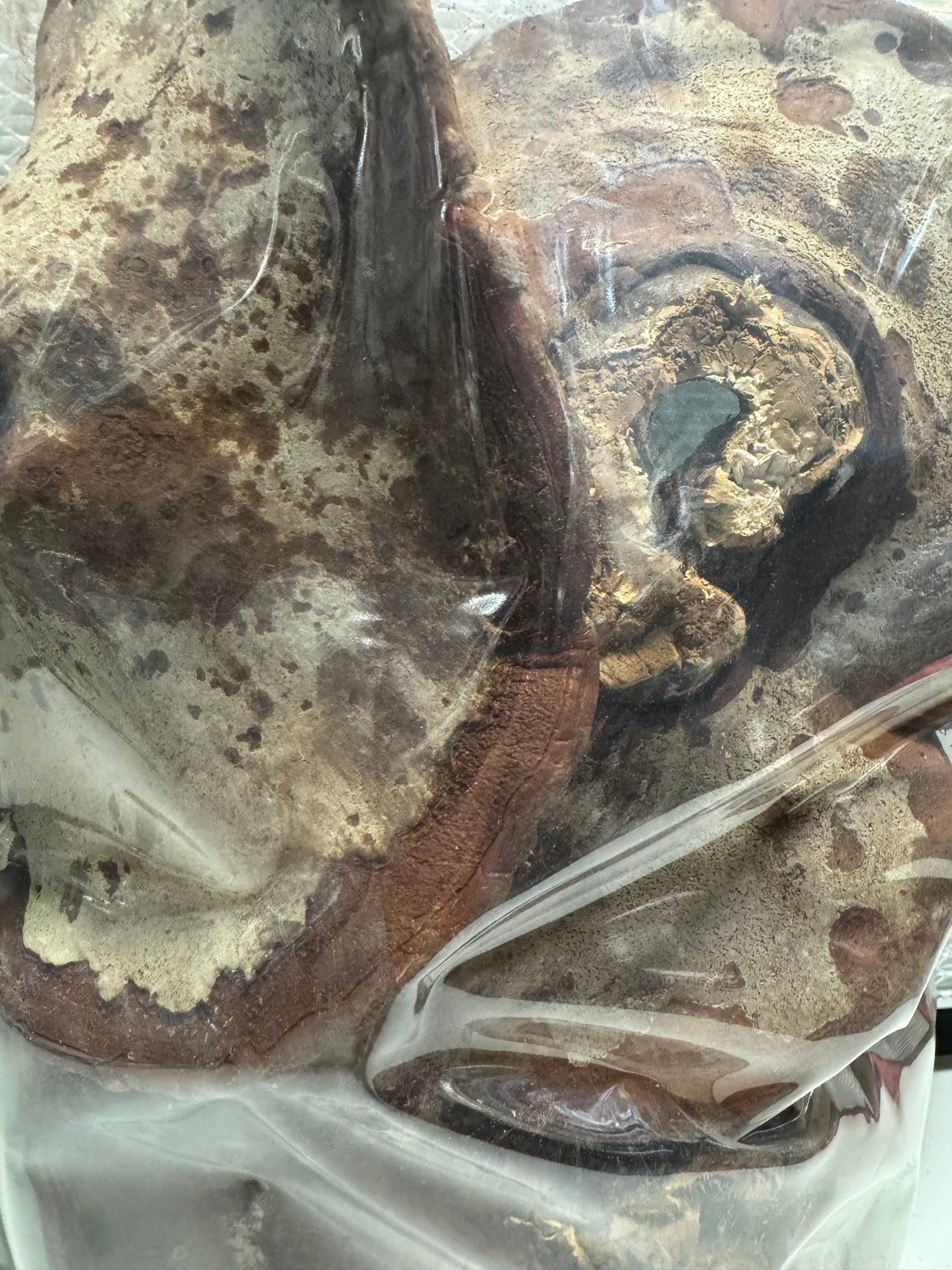 Dried Reishi Mushroom (Ganoderma lucidum) – Whole Fruiting Body