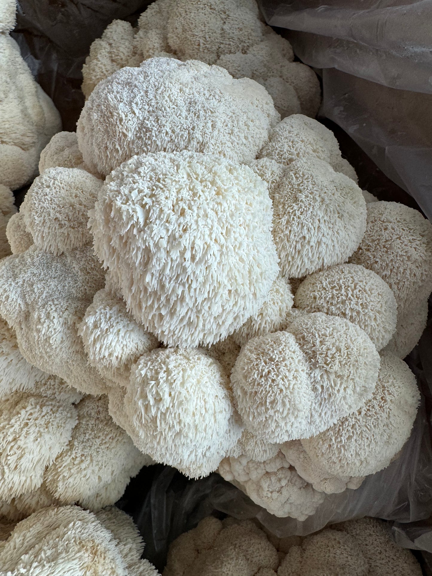 Lions Mane Grain Spawn (3lb)