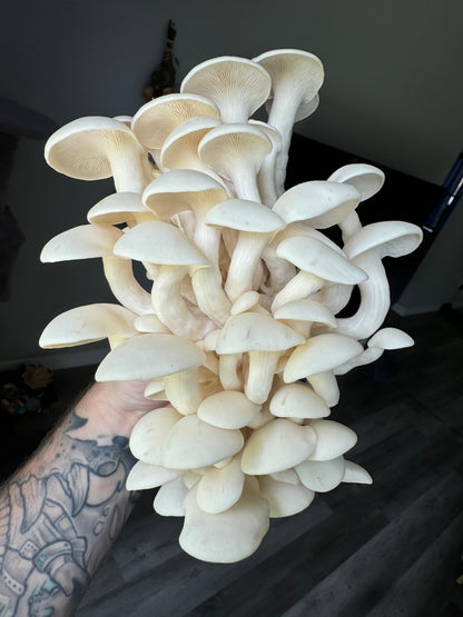 Pearl Oyster Grain Spawn (3lb)